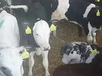 วัวตัวผู้, Simmental cattle — รูปภาพ 1