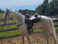 Kůň, Kentucky mountain daddle horse — foto 8