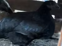 Chickens — عکس 2