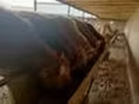 گاو نر, Simmental cattle — عکس 7