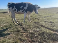 母牛, Russian Black pied cattle — 照片 2