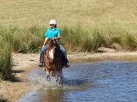 Hingst, Gypsy horse — foto 5
