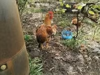 Chickens — 3 зураг