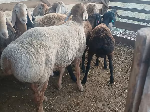 Ovan, Arashan sheep