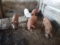 ሴት አሣማ, Pigs — ፎቶ 4