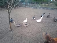 Ducks — Foto 7