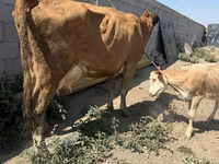 Krowa, Swiss cattle — zdjęcie 4