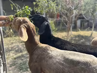 Baran, Arashan sheep — zdjęcie 6