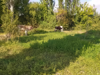 گاو ماده, Simmental cattle — عکس 5
