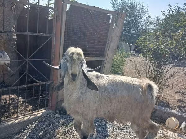 Buk, Damask goat
