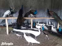 Chickens — تصویر 2