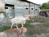 قوچ, Rhon sheep — عکس 3