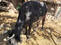 İnək, Mal-qara — foto 1