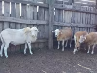 Ram, Katum sheep — photo 1
