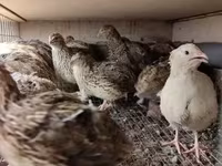 Quails — عکس 4