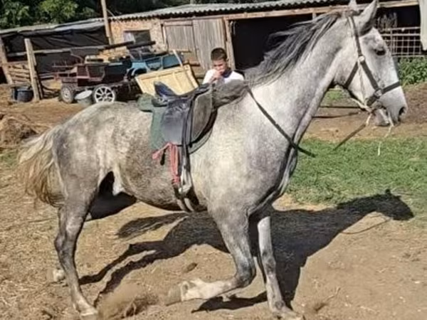 اسب نر, Lipizzaner