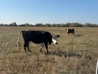 Kuh, Latvian Blue cattle — Foto 1