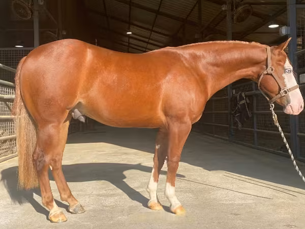 Kůň, Quarter Horse