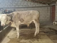 Bik, Simmental cattle — fotografija 2