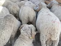 قوچ, Merino sheep — عکس 1