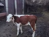 วัวตัวผู้, Swiss cattle — รูปภาพ 1