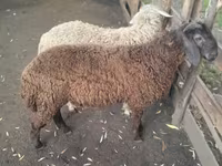 قوچ, گوسفند — عکس 1