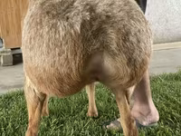 Kambing betina, Arashan sheep — foto 3