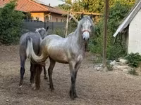 Koń, Konie — zdjęcie 3