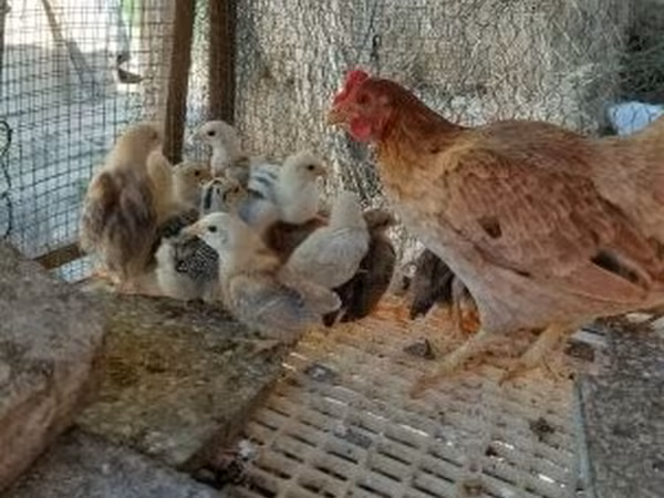 Chickens