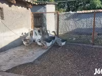 Geese — புகைப்படம் 5