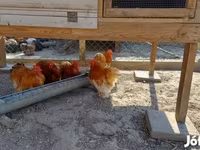Pekin Bantam — foto 3