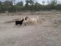 Kozy (partia, płeć nieokreślona), Kozy — zdjęcie 2