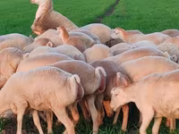Owca, Owce — zdjęcie 7