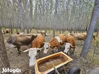 Lembu betina, Simmental cattle — foto 3
