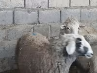 میش, گوسفند — عکس 4