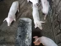 Locha, Świnie — zdjęcie 3