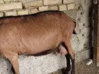Koza, Kozy — foto 3