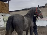 اسب نر, Orlov Trotter — عکس 1