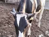 ወንድ በሬ, Simmental cattle — ፎቶ 3