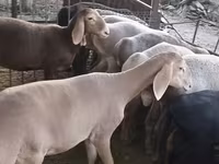 میش, Arashan sheep — عکس 4