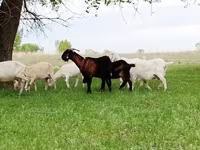 Κατσίκα, Saanen goat — φωτογραφία 2