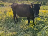 Mucca, Bovini — foto 1