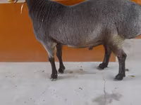 公羊, Sheep — 照片 5