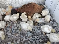 Chickens — تصویر 6