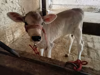 گائے, Swiss cattle — تصویر 3