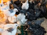 Chickens — zdjęcie 6