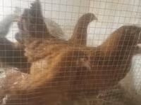 Chickens — լուսանկար 3