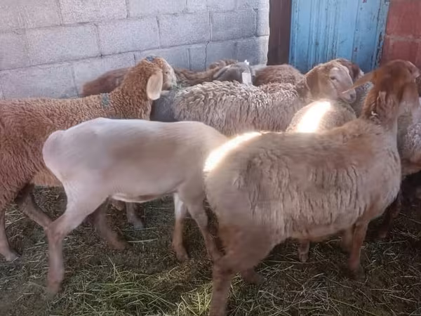 Pecora, Arashan sheep
