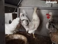 Chickens — عکس 4