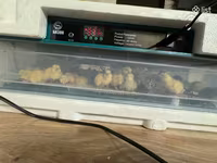 Quails — foto 3